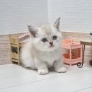 라온캣 대구고양이분양 낭만펫 강아지분양 대구점 이미지