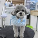 폴인럽 애견&고양이 미용 돌봄&호텔 | 마포애견미용 안심하고 맡길 수 있는곳 폴인럽 애견&amp;고양이 미용 돌봄&amp;호텔