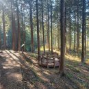 편백자연휴양림 이미지