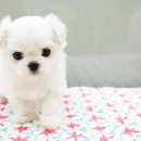 아이러브 독 이미지