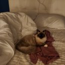 고양이분양 반하나캣 | 고양이분양 반하나캣, 꿈에 그리던 아가를 만났어요!