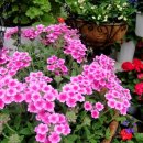 바구니농원 이미지