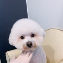 애견샵 컬리독 이미지