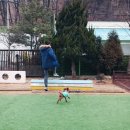 도그스101 | 분당 판교 애견카페 도그스 101 솔직후기