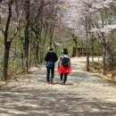 봄길 Daum카페