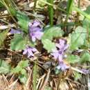 지리산봄날 이미지