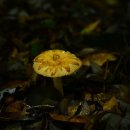 장미동산(우) 이미지