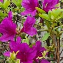 산청한방오리 이미지