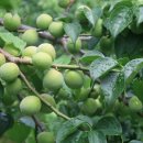 지리산명성농원 이미지