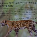 맥안경나무 이미지