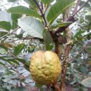 경원농장 이미지