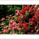 장미정원 이미지