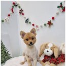 모든애견미용실 | 옥정애견미용실 덕개 경험후기. 가위컷 하나로 달라진 우리 강아지.