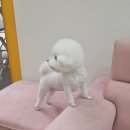 마이뷰티독 이미지