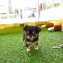 강아지분양 꽃강아지 중랑점 이미지