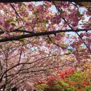 완산-19 | 전주 완산 칠봉 꽃동산 겹벚꽃 철쭉 개화 실시간 4월 19일 주차 완벽 가이드