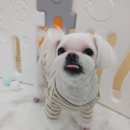 킹스키즈 개린이집 이미지