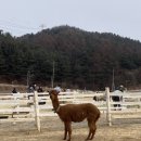 로사목장 네이버블로그