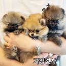 미니퍼피 이미지