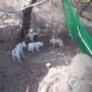 농촌지역 마당개 중성화·동물등록 지원..1마리당 40만원까지 이미지