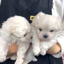 영동사료 | 영동 강아지 말티즈 분양, 대전 동양 애견에서 만난 특별한 인연