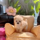 늘 함께하 개 이미지