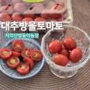 치악산농장 | 여름제철과일추천 꼭지없는 고당도 대추방울토마토 치악산쌍둥이농장