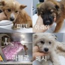 보호소 아이들🐶에게 후원되는 오렌지🍊 기억해? 이미지