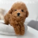 대구강아지분양 대구고양이분양 도그하우스대구점 이미지