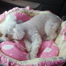 쥬쥬퍼피 이미지