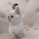 왕발고양이 이미지
