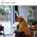 얀츄카페