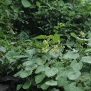 방기/새모래덩굴과 이미지