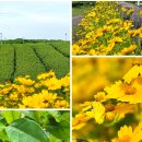 서광2교차로 1 | 제주 오설록 녹차밭 6월 금계국 개화 사진 명소 서광 차밭