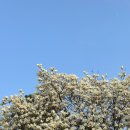 한보따리(대신본점) | 일상 | 서울과 광주를 오가는 나의 벚꽃엔딩🧸