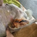 조규만외과동물병원 이미지