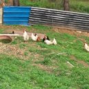 산정농원 이미지