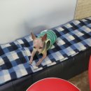 폼나개이뿌개 이미지