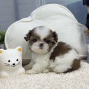 앙쥬펫강아지분양은평구점
