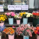 섬강화원 이미지