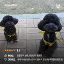 숲속 댕댕이(애견미용실) 이미지