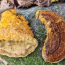 다올모터스 | 오지산행후기(1338차) 가평 뽕상황 산행 2025.11.08(토)