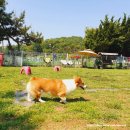 달려라멍멍 네이버블로그