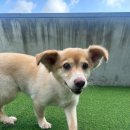 디오네 도그케어 이미지