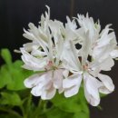 스텔라티스 이미지