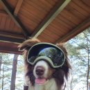 반디하우스캠핑장 이미지