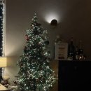 향나무세구루 이미지