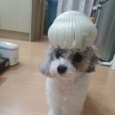 지혁농장 네이버블로그