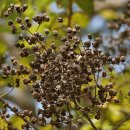 [도금양목 부처꽃과]배롱나무 _ 한여름에 백일간이나 꽃을 볼 수 있는 나무 이미지