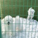 놀다올개 이미지